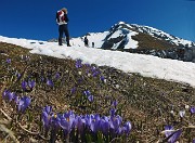 22 Crocus sul nostro cammino